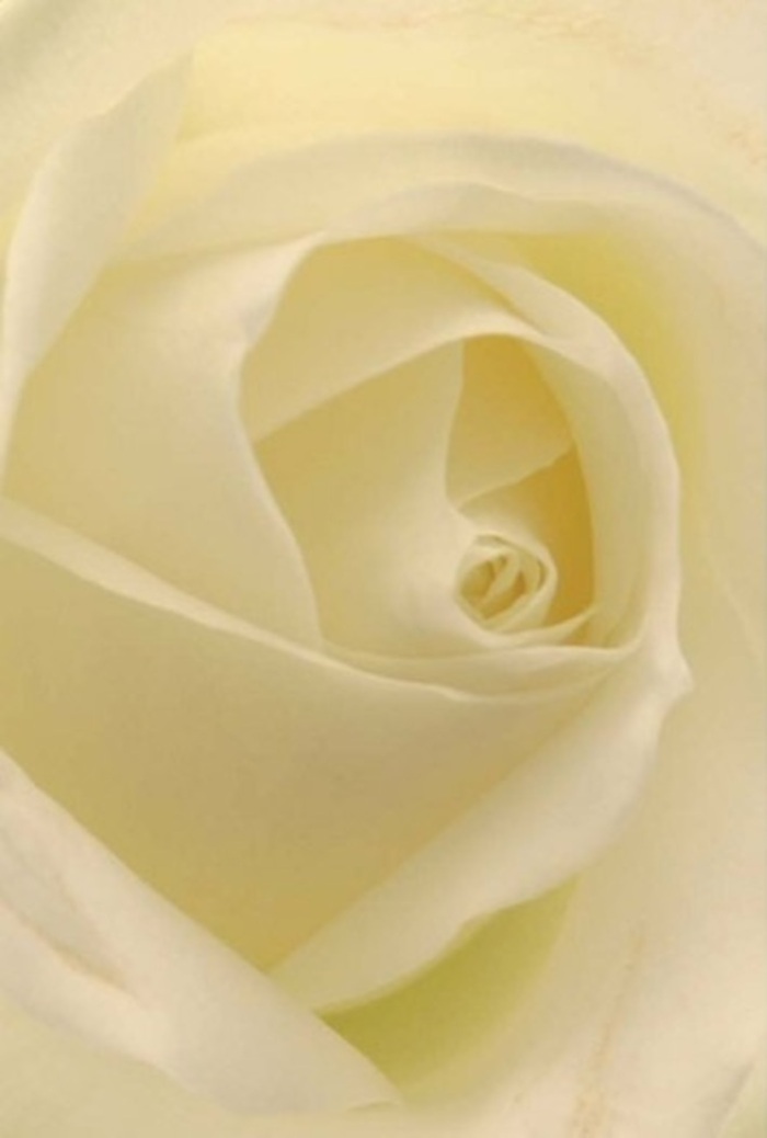 Seen up close, this classic white rose reveals layers of softness and sophistication, inviting the viewer to experience the peace and charm found in a stroll along Fortis Green Road. Blends of warm white and creamy ivory nestle together, touched by gentle light that seeps through each petal, as though the flower itself glows from within. This finely composed arrangement embodies tranquility and subtle luxury-whether presented as an expression of love, a tender apology, or as a wedding centrepiece evoking the community's refined spirit. The spiral of the rose's heart hints at purity and quiet strength, its subtle shades and shadows emphasizing the natural artistry that flourishes in Fortis Green's vibrant neighbourhood. As a creation lovingly arranged by local experts, this bloom carries with it the authentic fragrance of fresh beginnings-clean and soothing, an enduring gift for any meaningful moment.